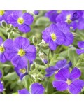 Aubrieta Cascade Blue у період цвітіння